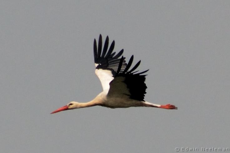 ENE-20130825-0382.jpg - [nl] Ooievaar ( Ciconia ciconia ) | Opheusden, Nederland[en] White Stork ( Ciconia ciconia ) | Opheusden, The Netherlands